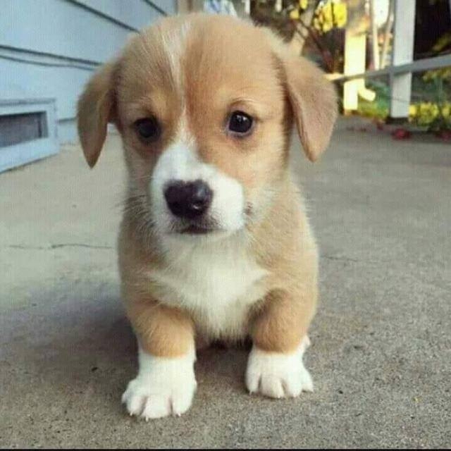 puppy