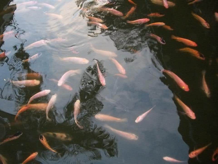 Lucky koi fish