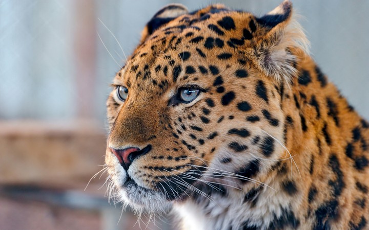 Leopard