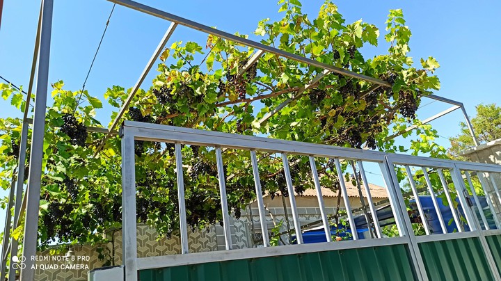 grapes