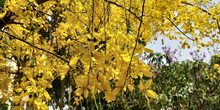 Laburnum Top