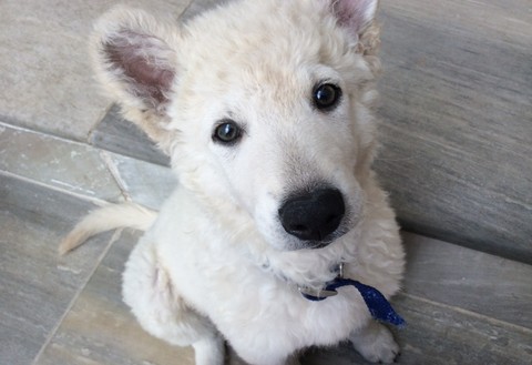 Cão