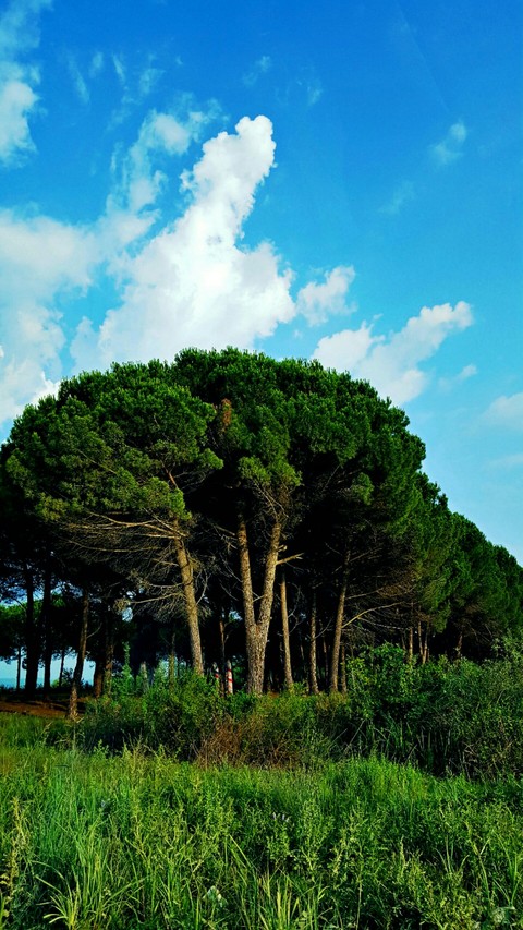 Nature