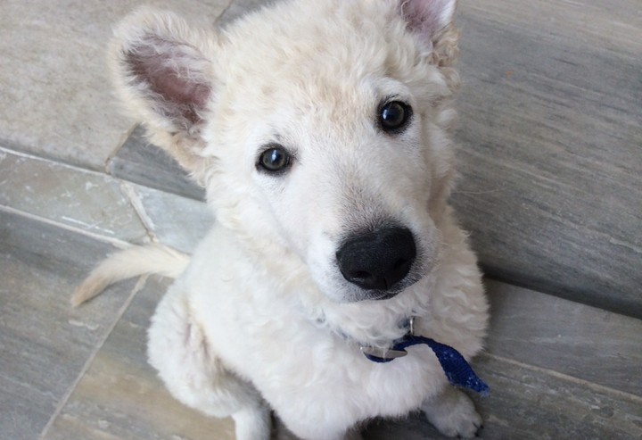 Cão