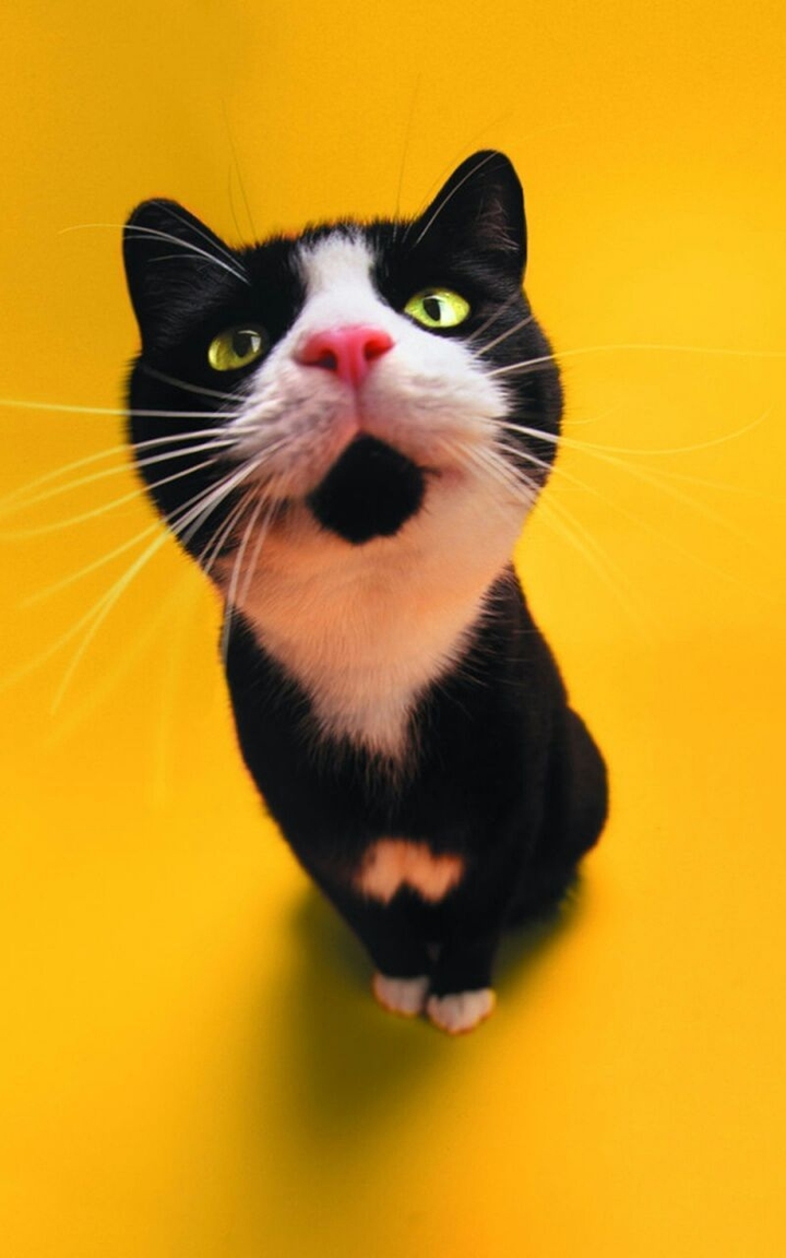 Black_Cat