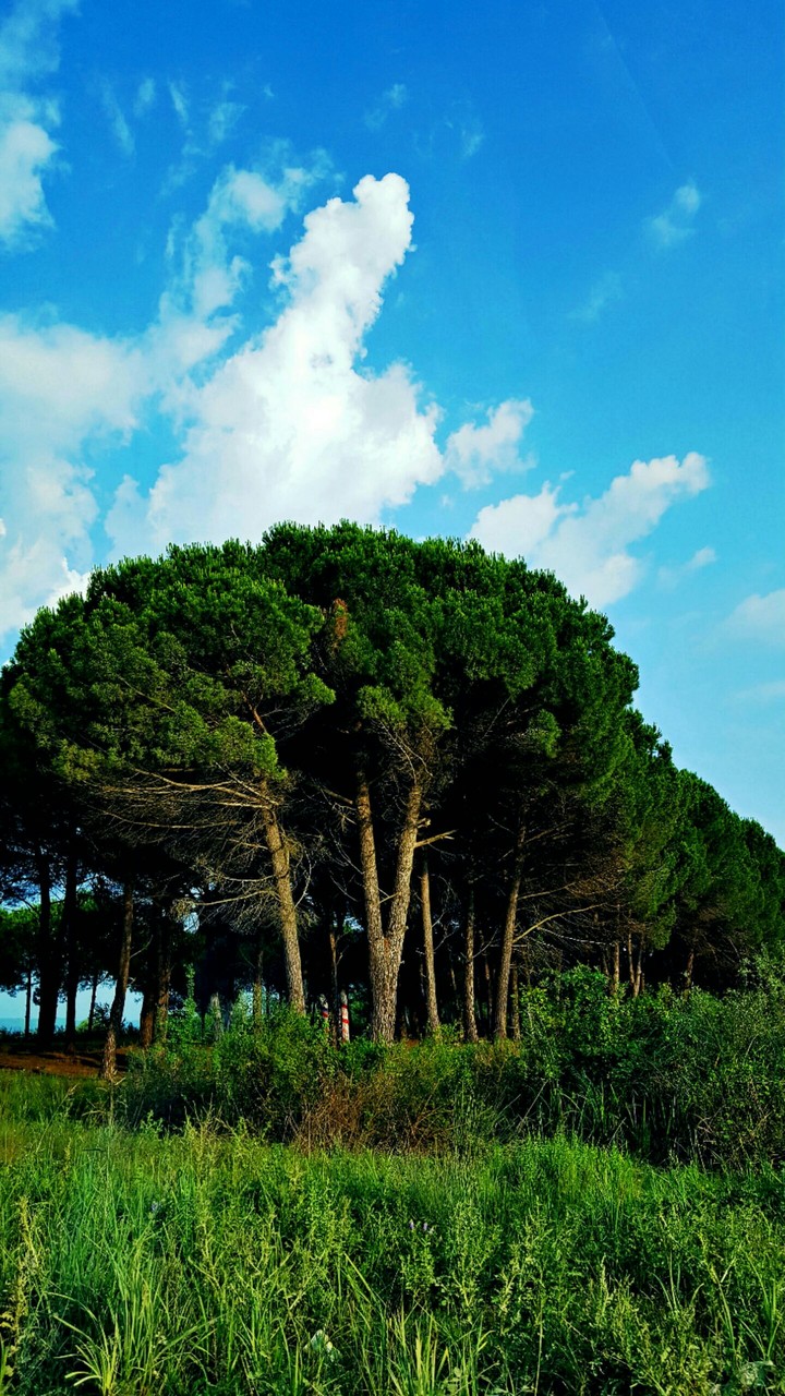 Nature