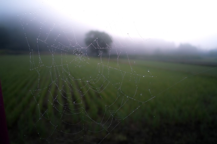 nature4