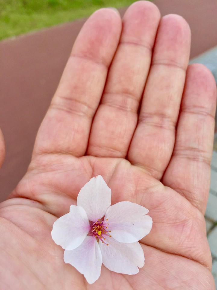 벚꽃 cherry blossom