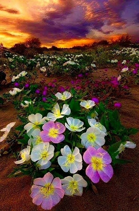 Flowers