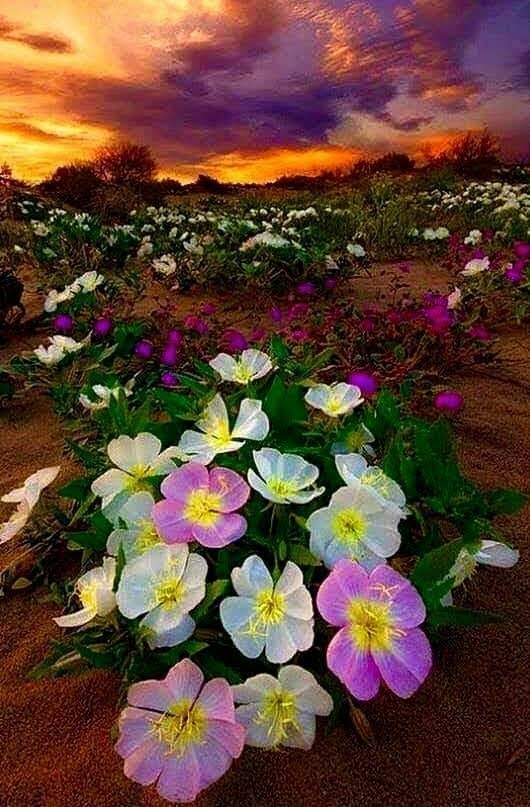 Flowers