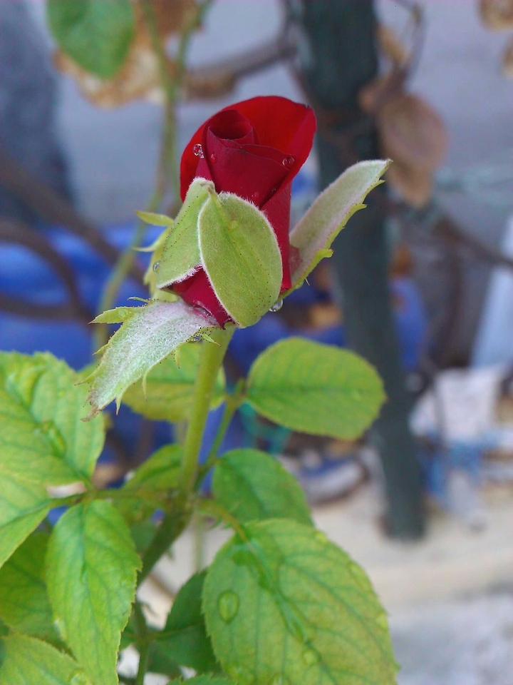 proposal flower