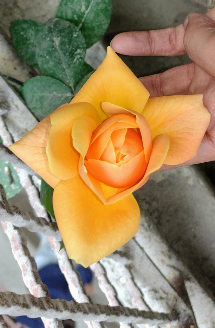 rose bud