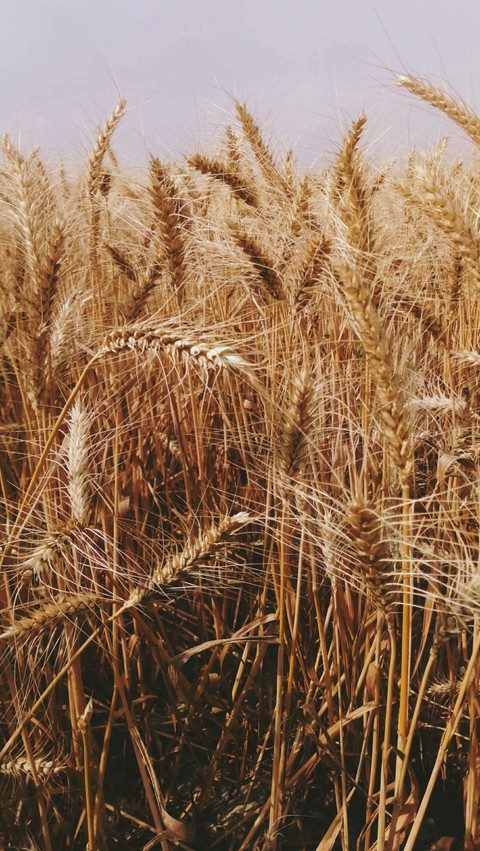 Wheat field