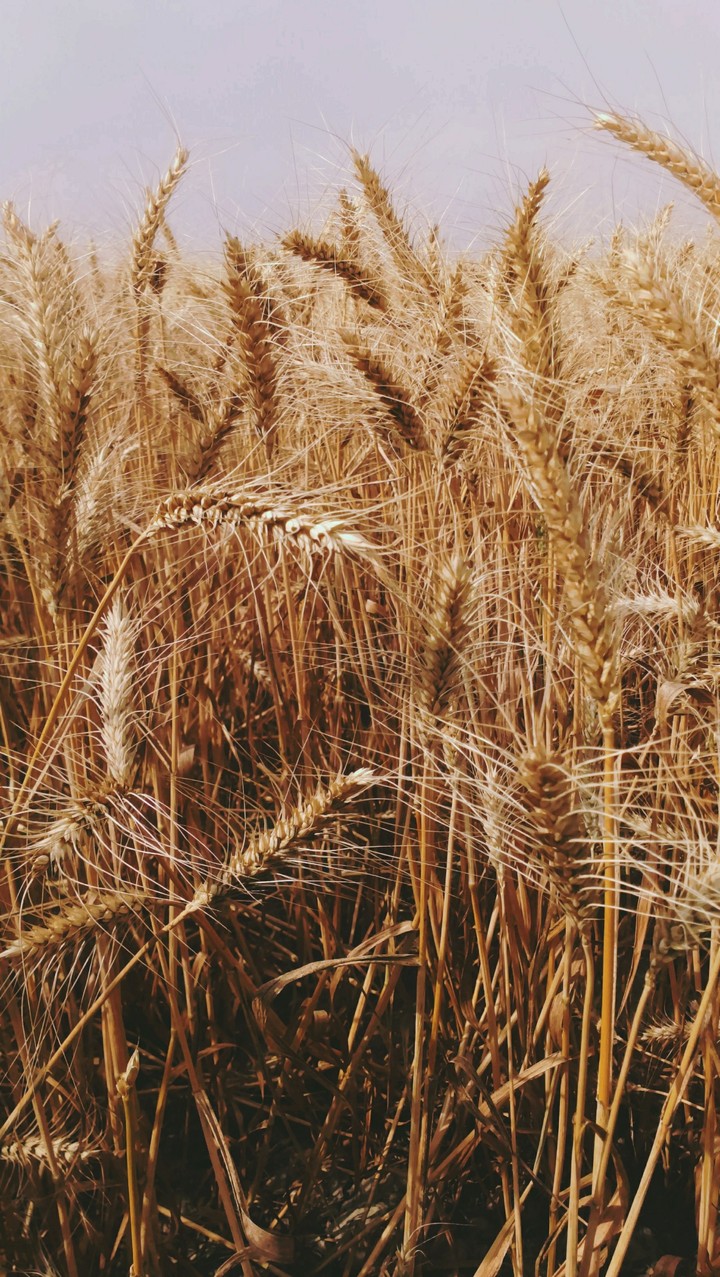 Wheat field