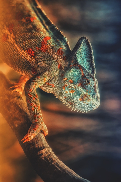 rango
