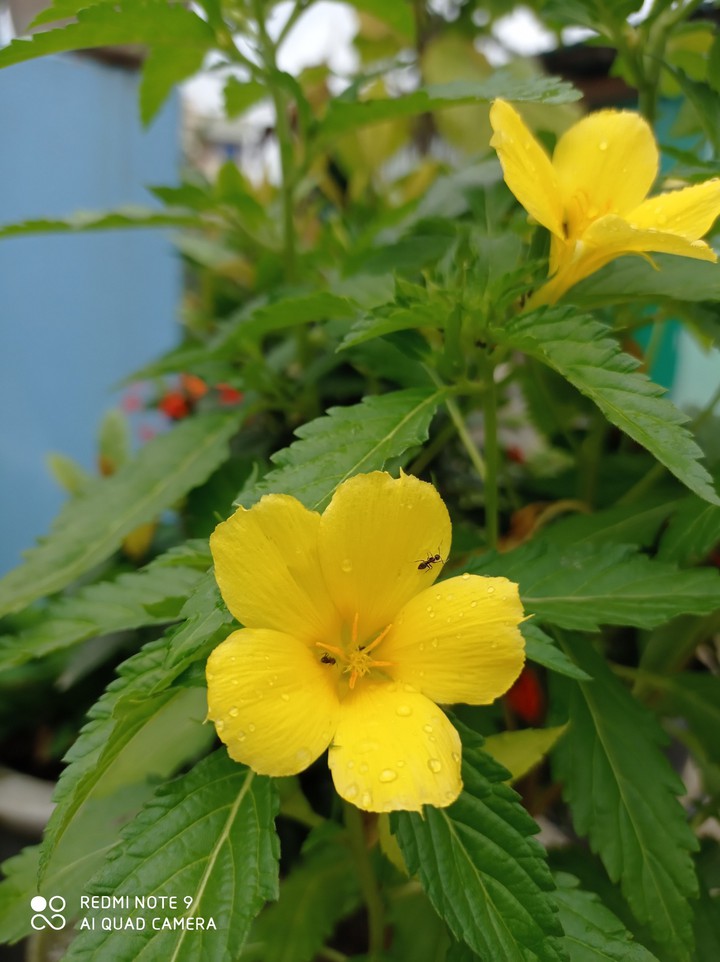 flower