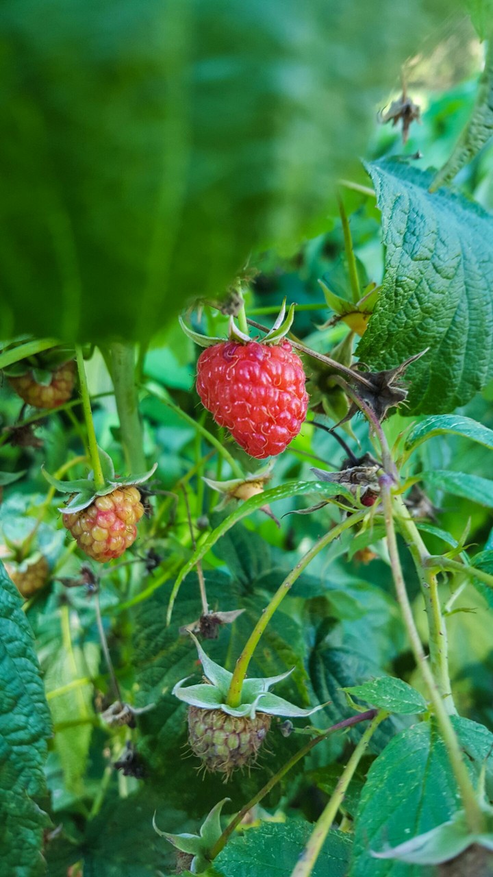 Little Raspberry