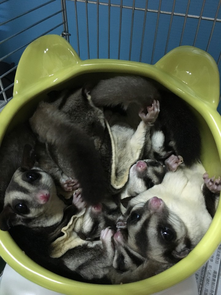 sugar glider 蜜袋鼯