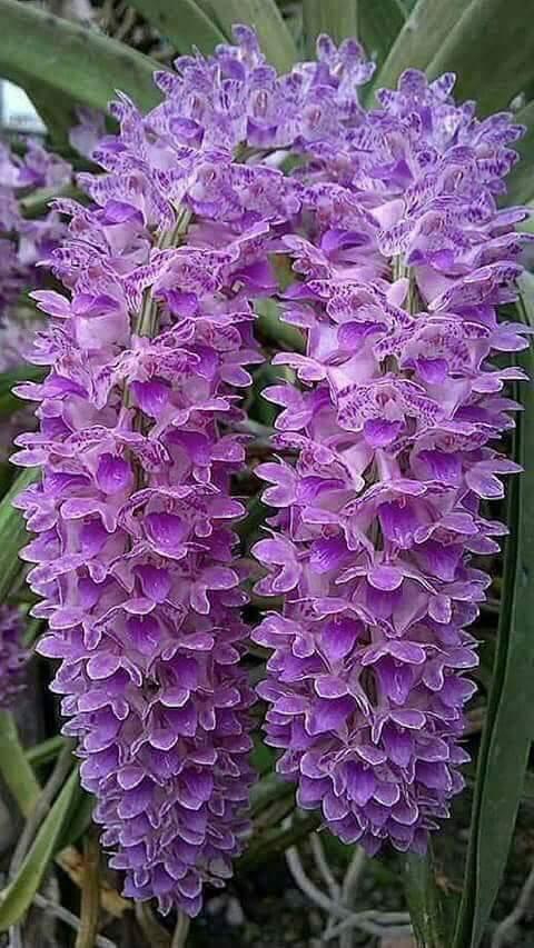 orquídeas