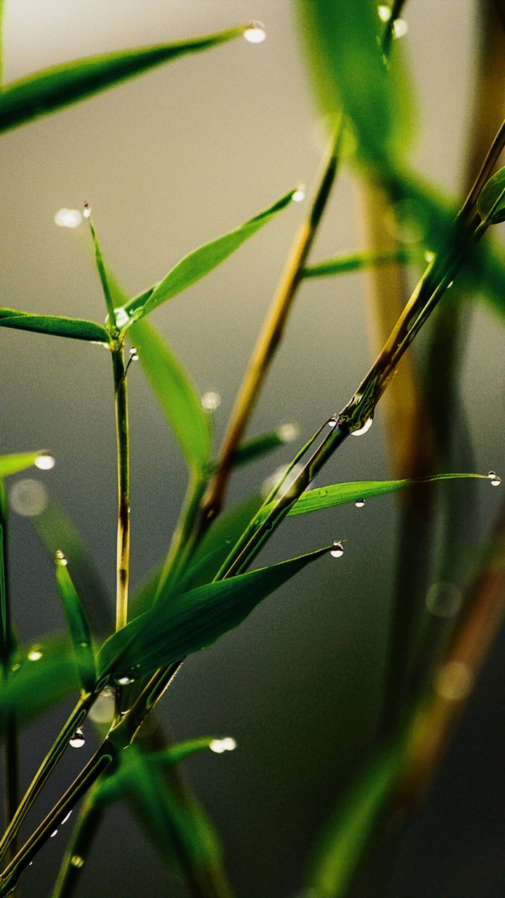 grass