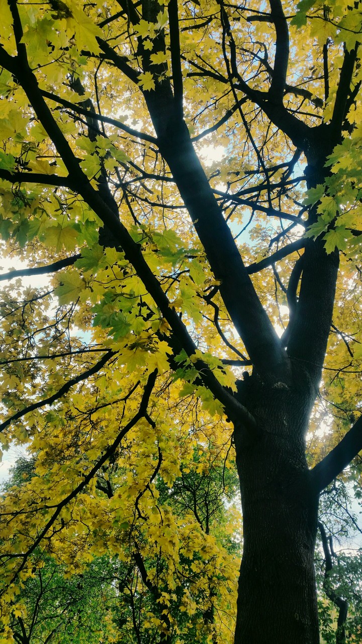 tree