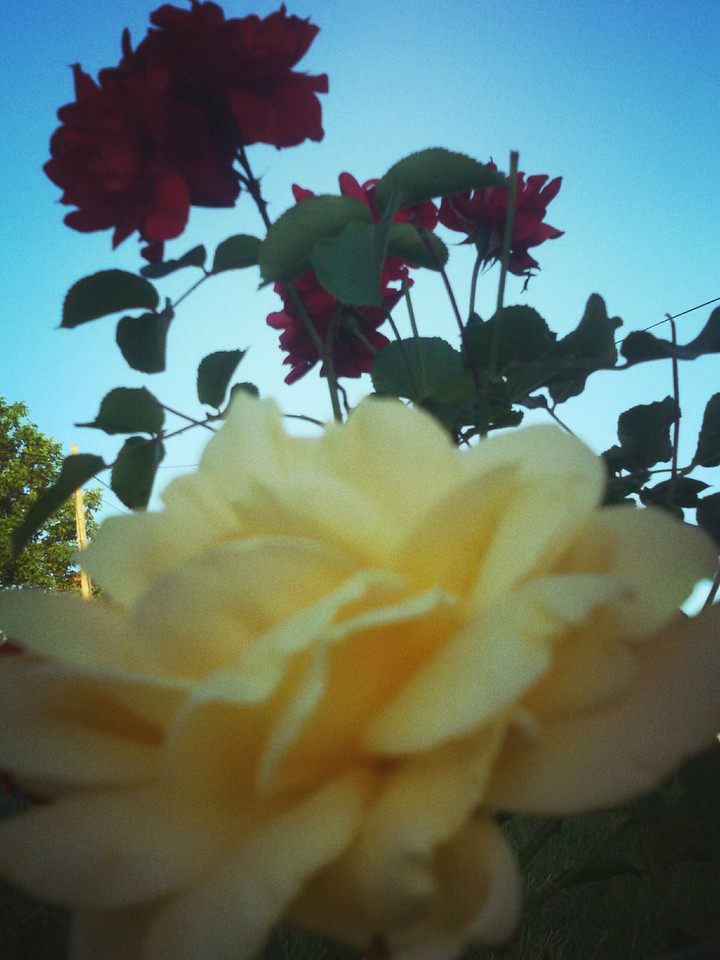 Roses