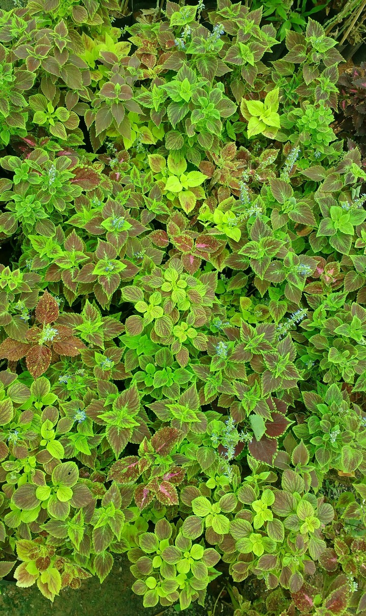 plants