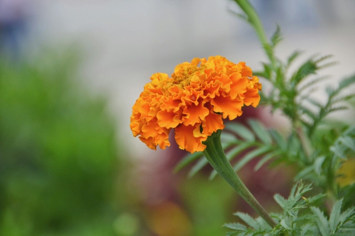 Colombian Flower