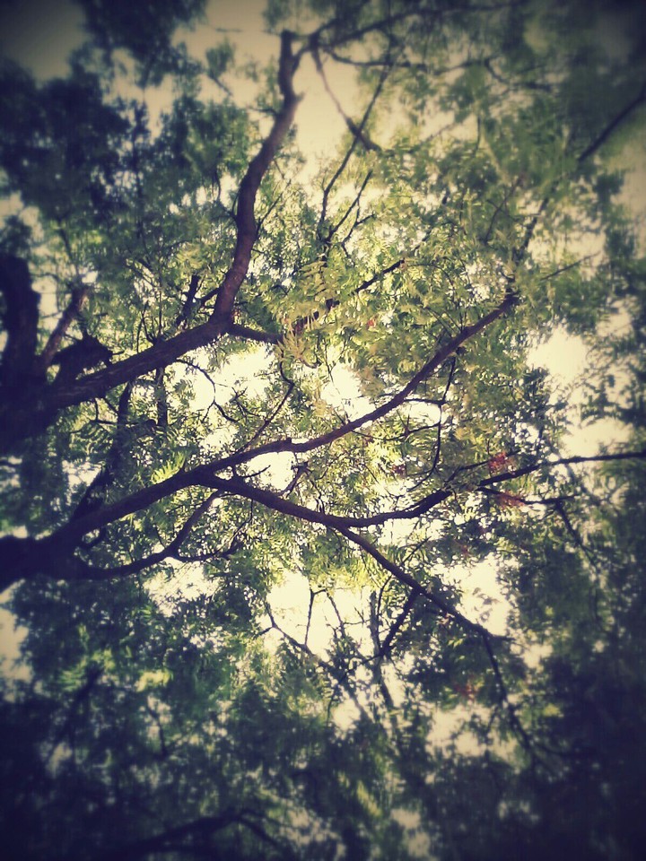 tree