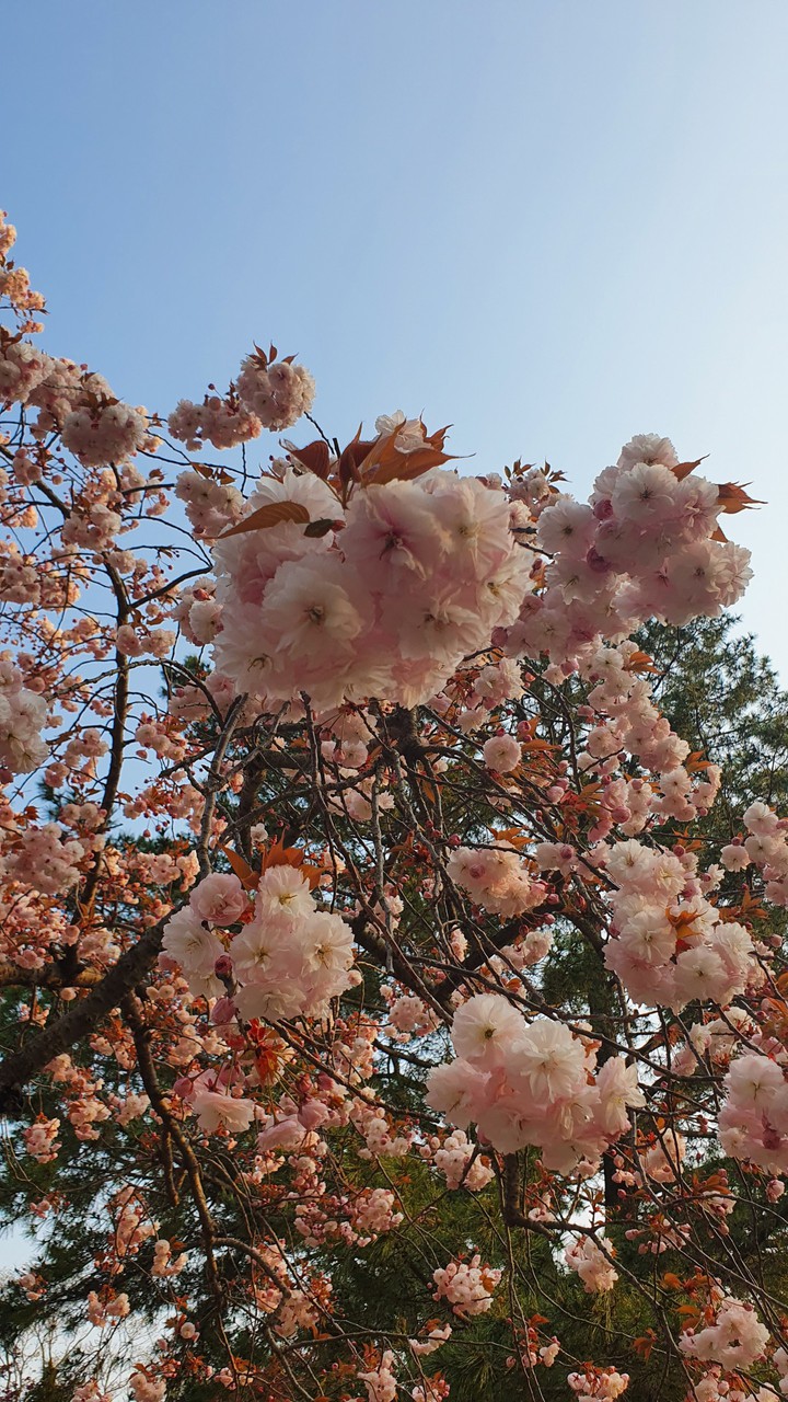 겹벚꽃
