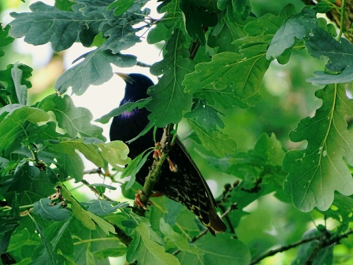 Bird