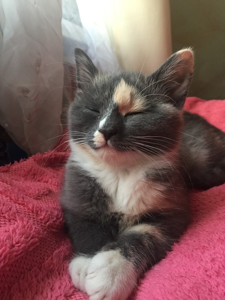 best cat