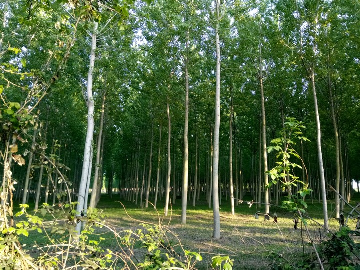alberi di pioppi