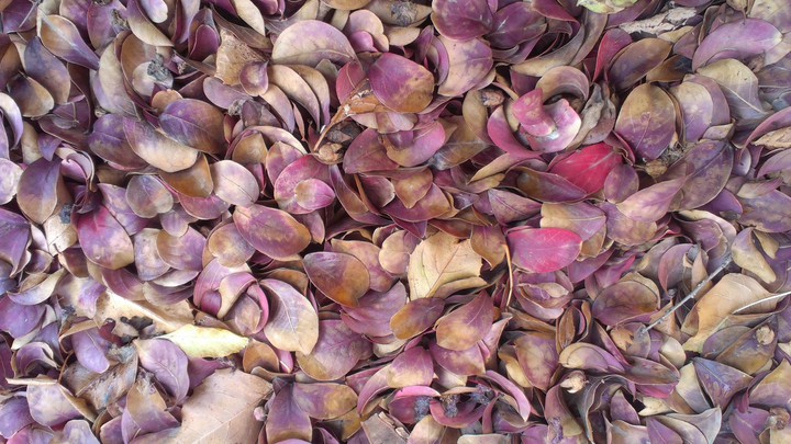 Barberry Leaves