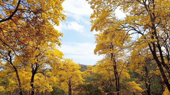 Guayacanes