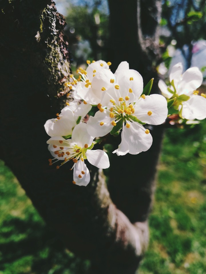 spring