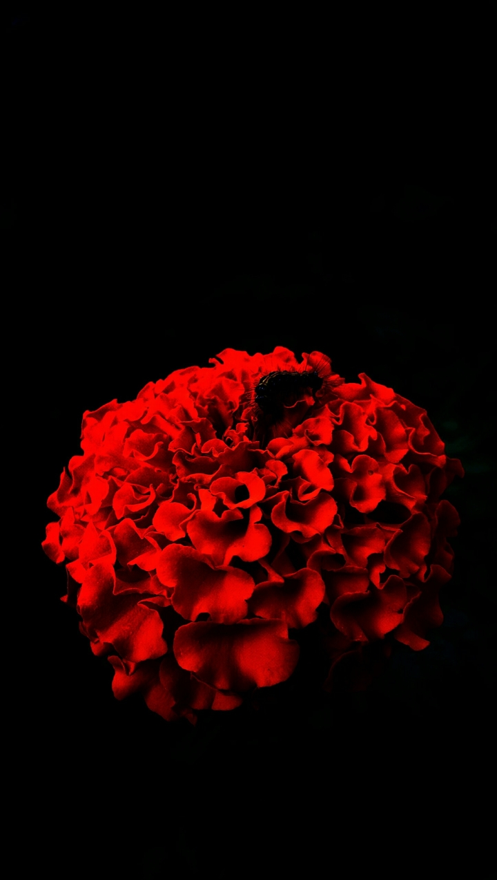 Exposure less flower