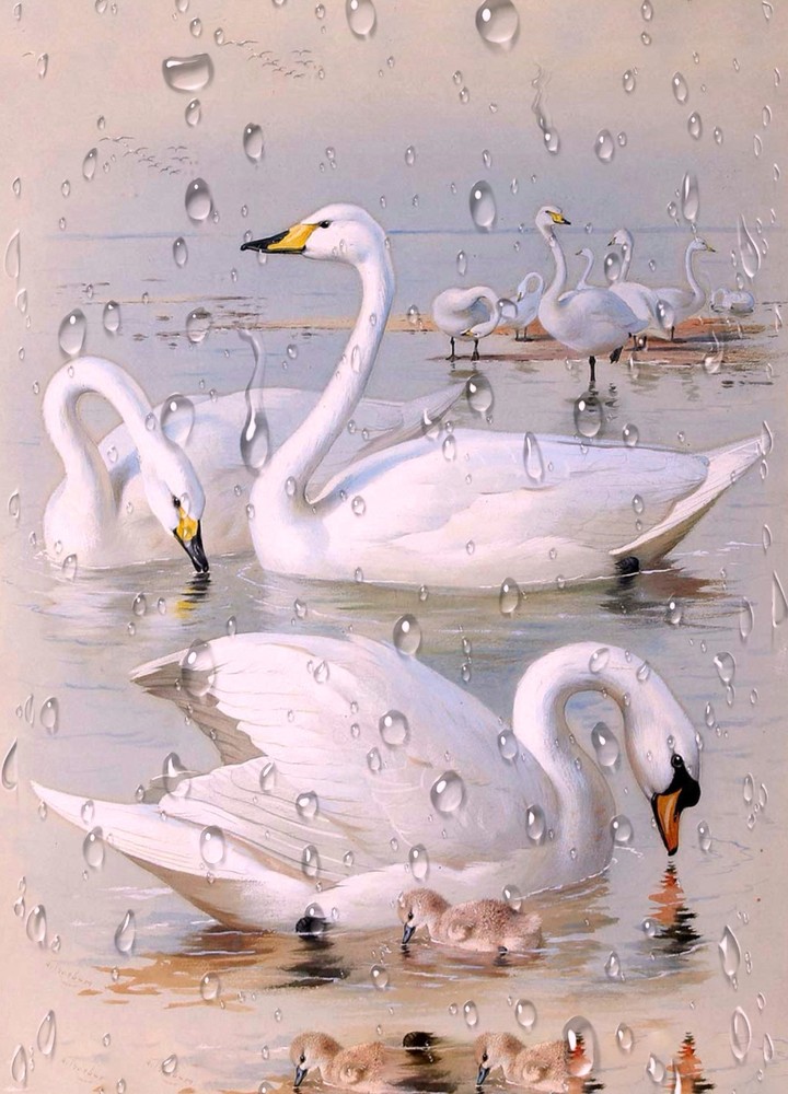 Swan