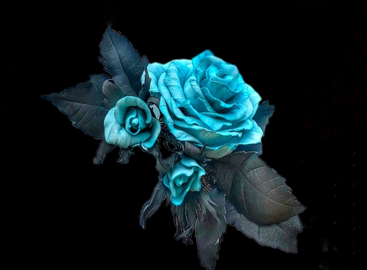 Rose for Gabriel ❤️
