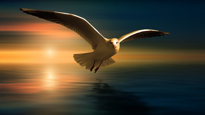 Seagull