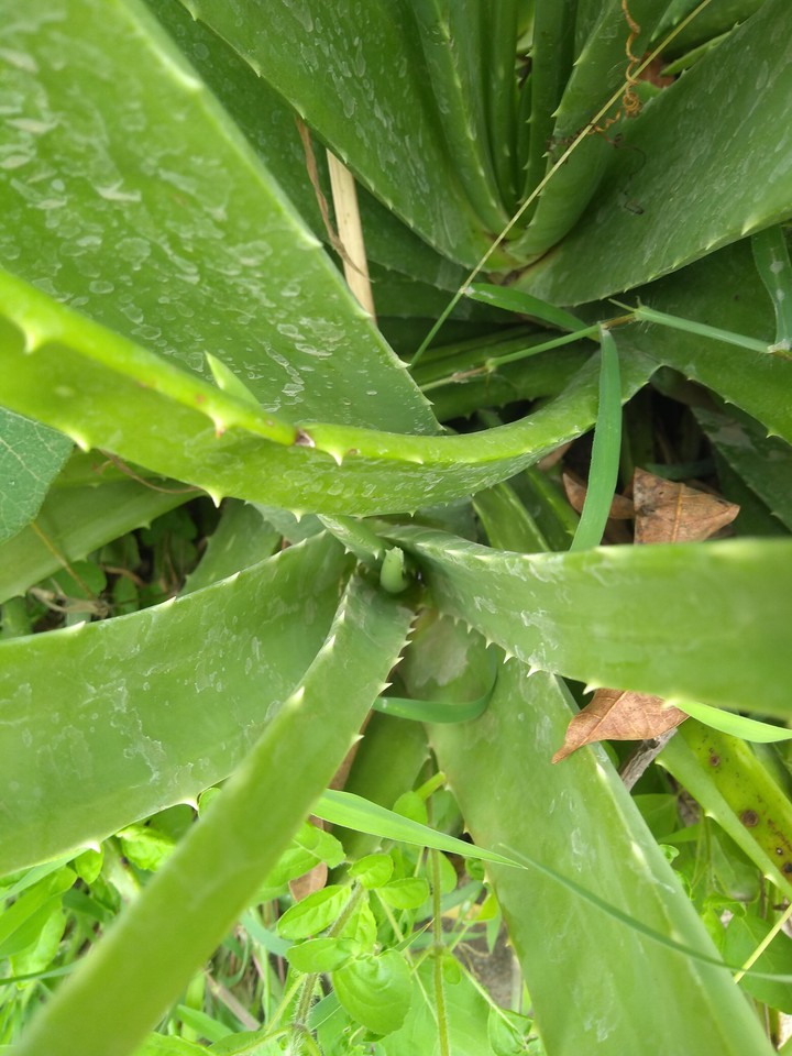 aloe love