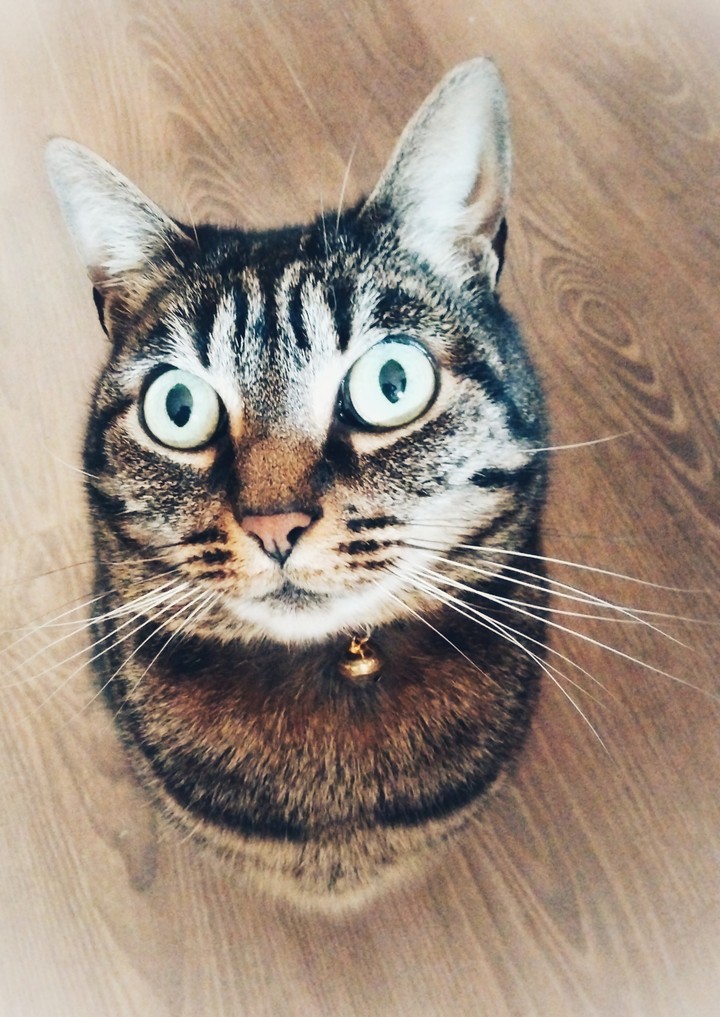 Pixie the cat