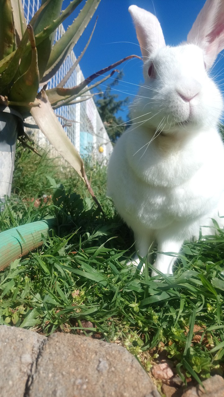 bunny in the grass