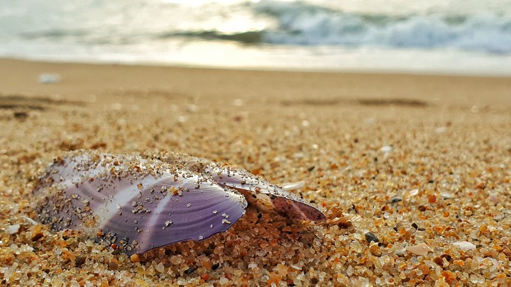 Shellfish over the shore