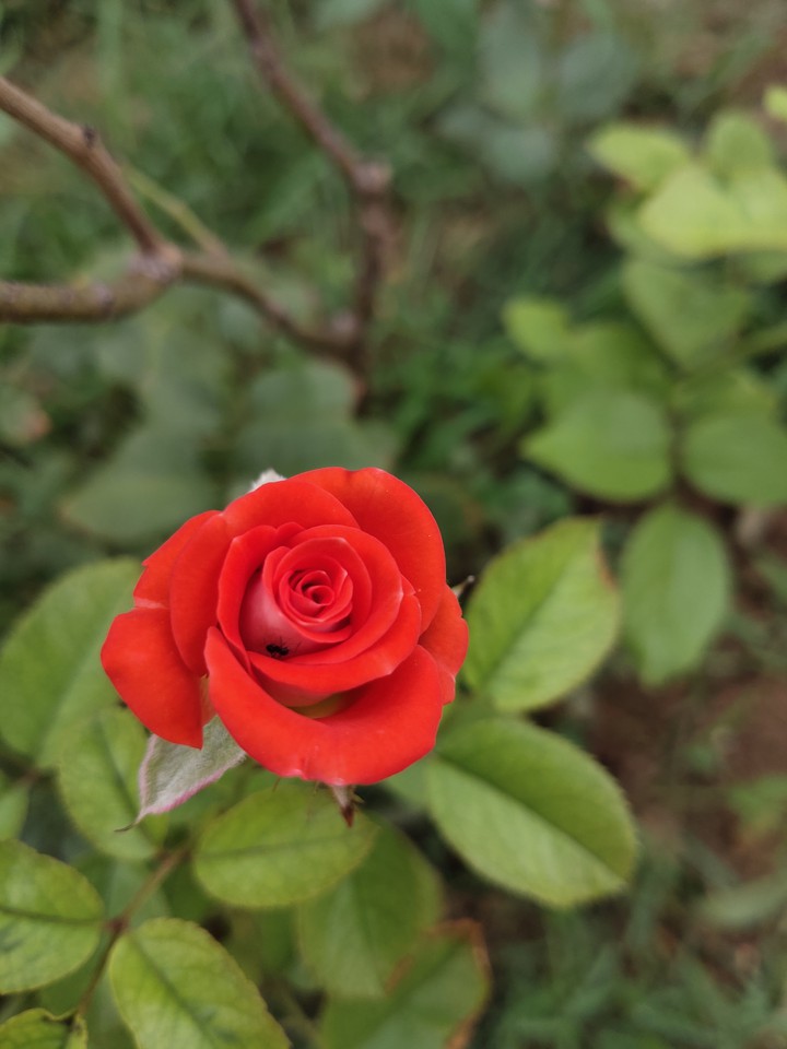 rose