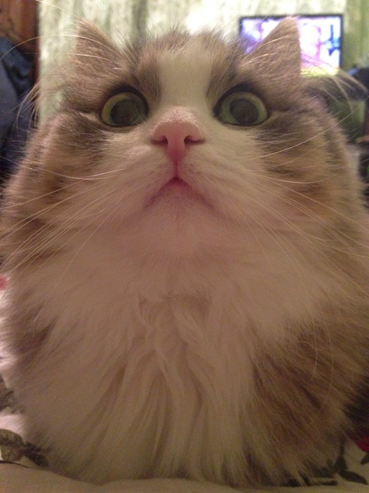 Cat with big eyes)