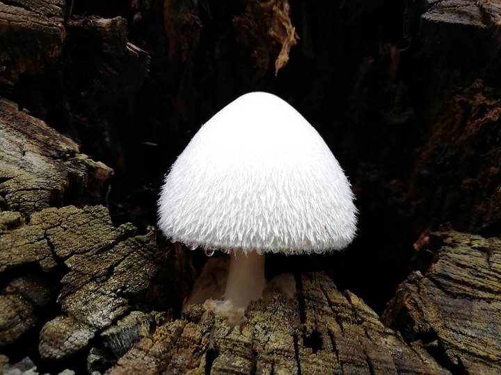 Muschroom