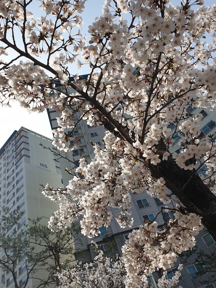 springflower