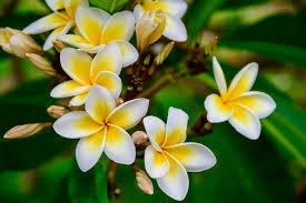 Plumeria...such a beautiful flower! ?