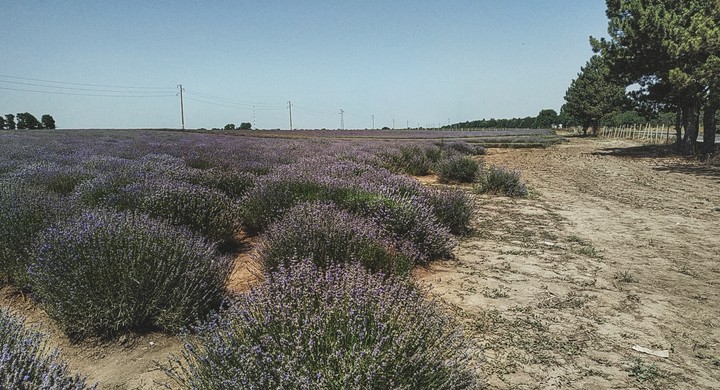 lavender
